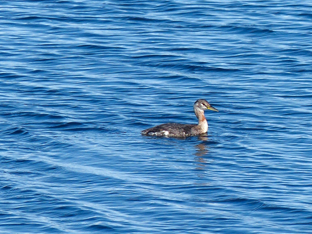 Red-necked grebe (Podiceps grisegena)