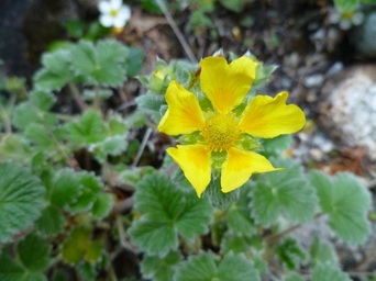 Villous cinquefoil (Potentilla villosa)
