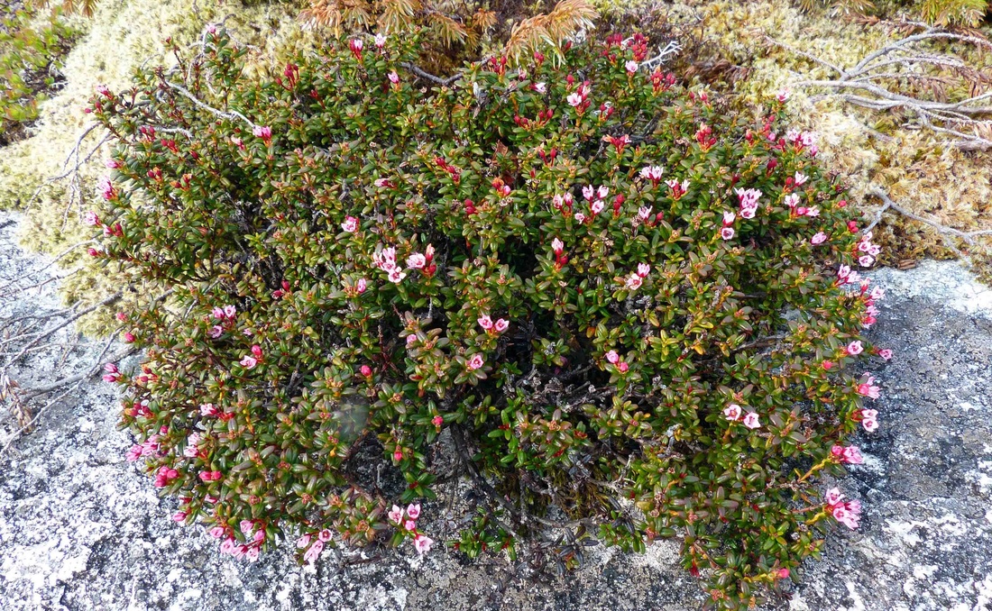 Alpine-azalea (Loiseleuria procumbens)