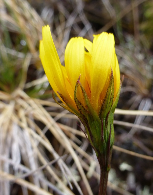 Apargidium (Microseris borealis)