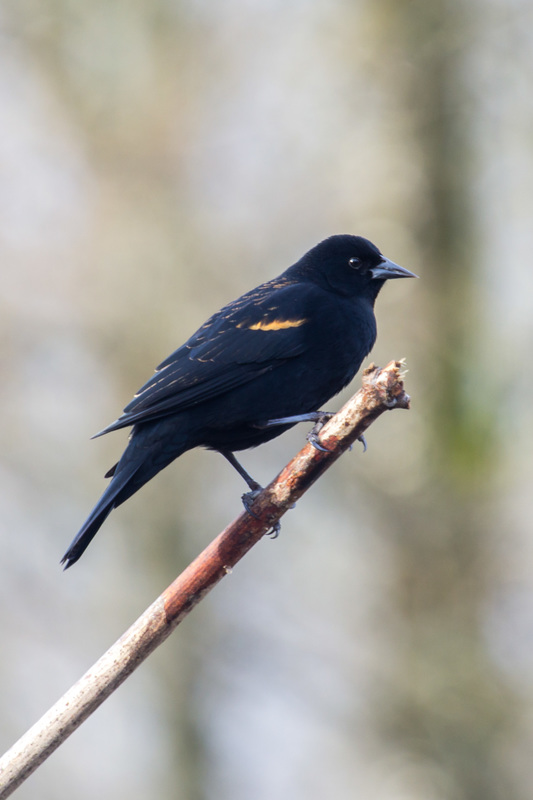 Red-winged blackbird (Agelaius phoeniceus)