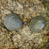 Mask limpet   (Tectura persona)