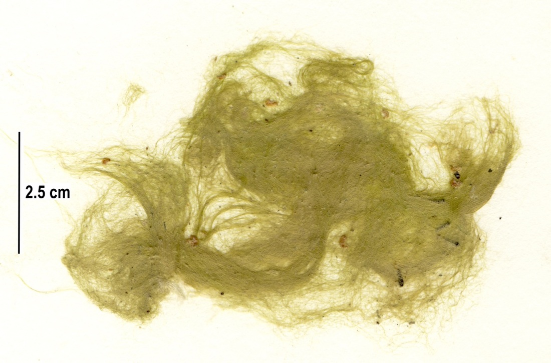 Chaetomorpha cannabina