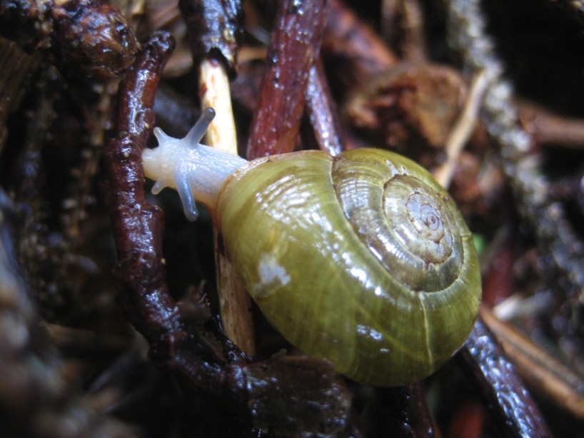 Beaded lancetooth (Ancotrema sportella)