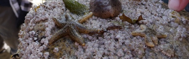 Six ray star (Leptasterias  hexactis ssp.)
