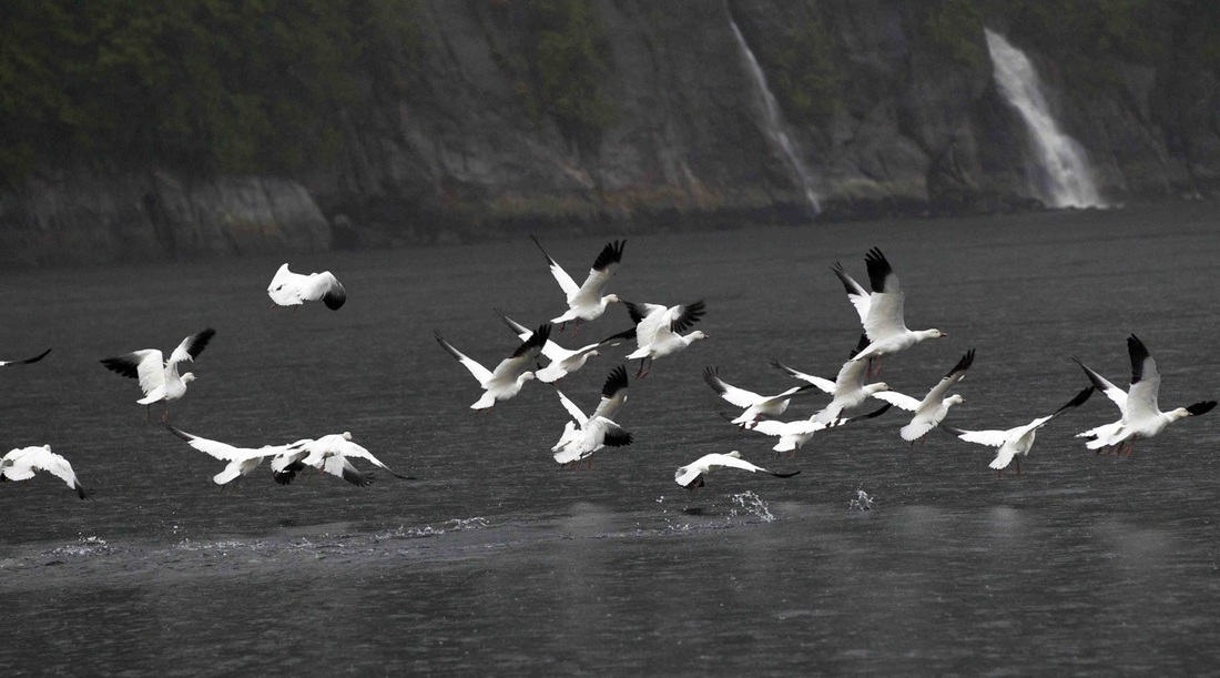 Snow  goose (Chen caerulescens)