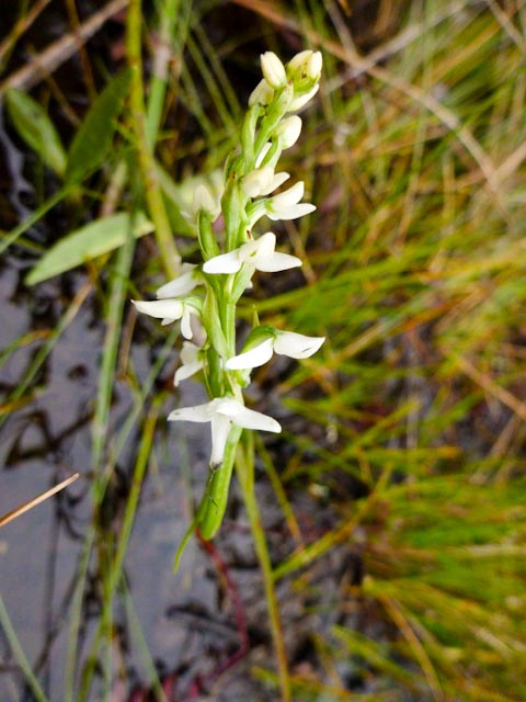 Water lobelia (Lobelia dortmanna)