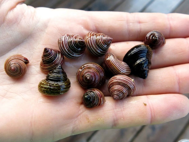 Blue topsnail, Western ridged top shell (Calliostoma ligatum)