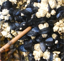 Blue mussel (Mytilus edulis, Mytilus trossulus, Mytilus galloprovincialis)