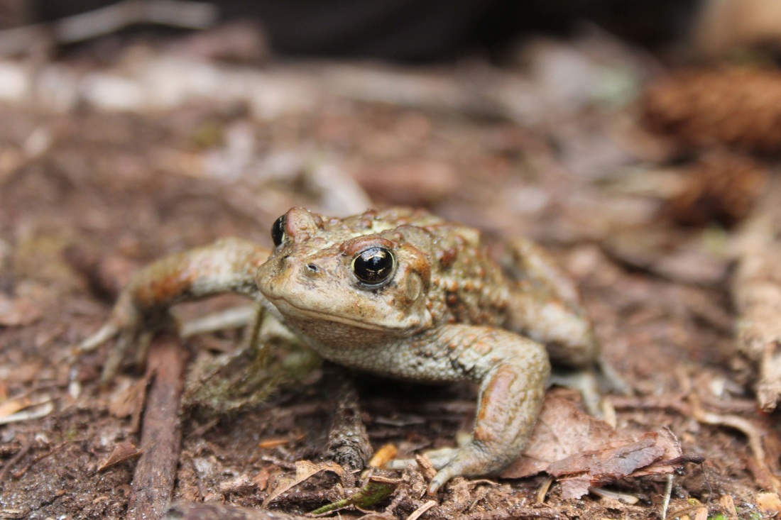 Western toad (Anaxyrus boreas)