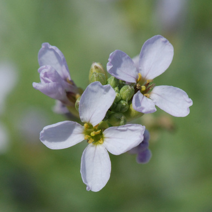 European searocket (Cakile maritima)