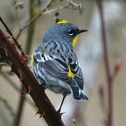 Audubon's yellow-rumped warbler (Setophaga coronata auduboni)