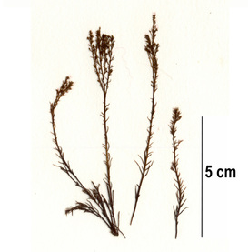 Oregon pine (Neorhodomela oregona)