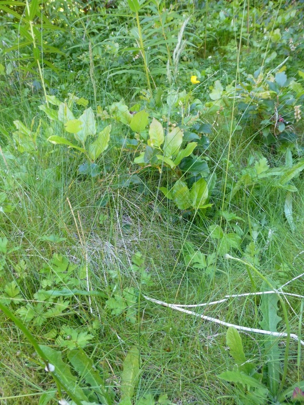 Red fescue (Festuca rubra)
