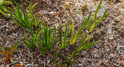 Sticky false asphodel  (Triantha glutinosa)