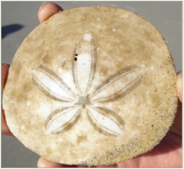 Eccentric sand dollar (Dentraster excentricus)
