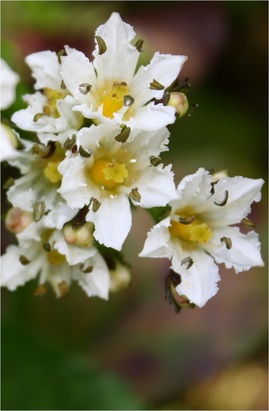 Deer-cabbage (Fauria crista-galli)