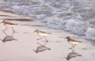 Sanderling  (Calidris alba)