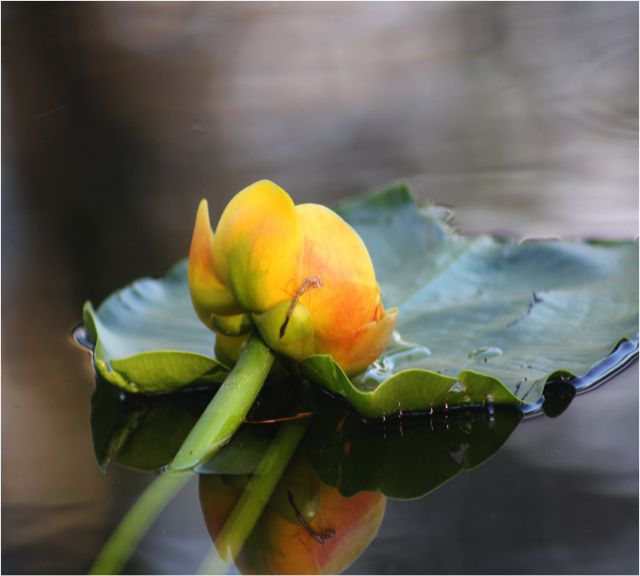 Yellow pond-lily (Nuphar polysepala)