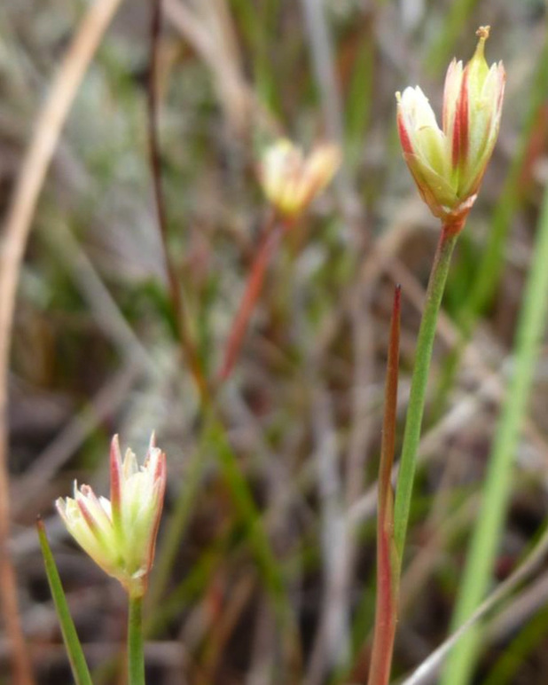 Bog rush  (Juncus stygius)