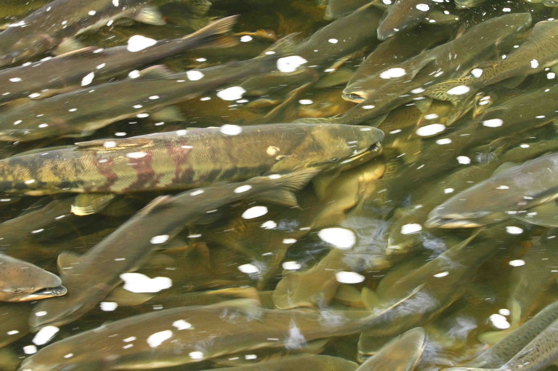 Chum Salmon • Oncorhynchus Keta Biodiversity Of The Central Coast