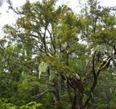 Western yew (Taxus brevifolia)