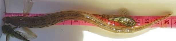 Snake prickleback (Lumpenus sagitta)