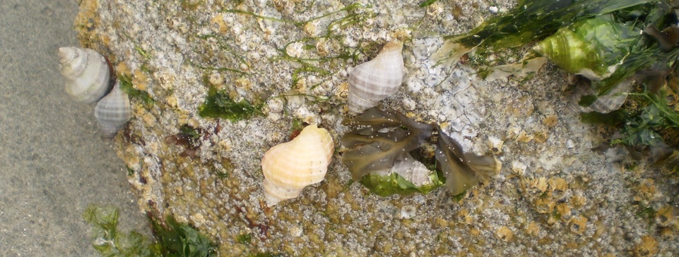 Northern striped dogwinkle (Nucella ostrina)