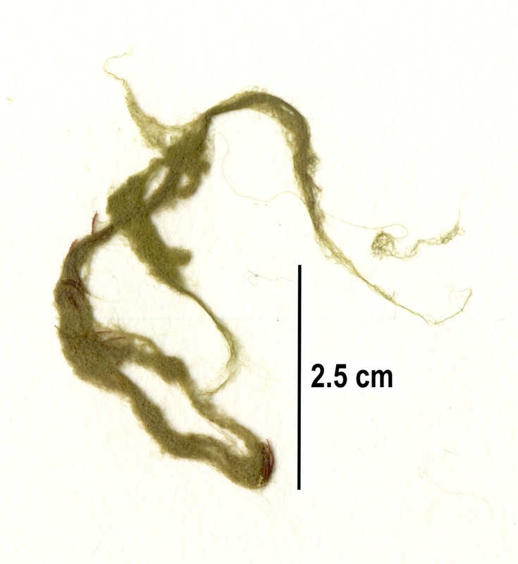 Chaetomorpha cannabina