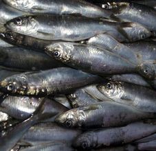 Pacific herring (Clupea pallasi)