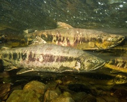 Chum salmon (Oncorhynchus keta)