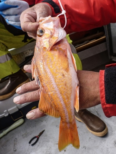 Canary rockfish (Sebastes pinniger)
