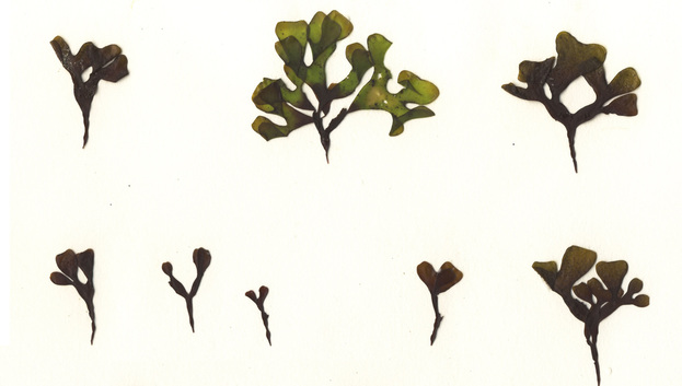 Mastocarpus vancouveriensis