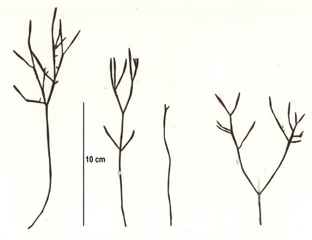 Prionitis filiformis
