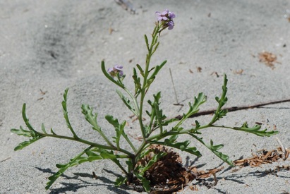 European searocket (Cakile maritima)