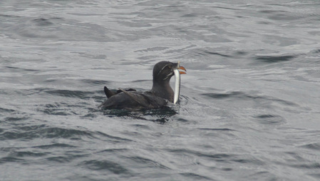 Rhinoceros auklet (Cerorhinca monocerata)