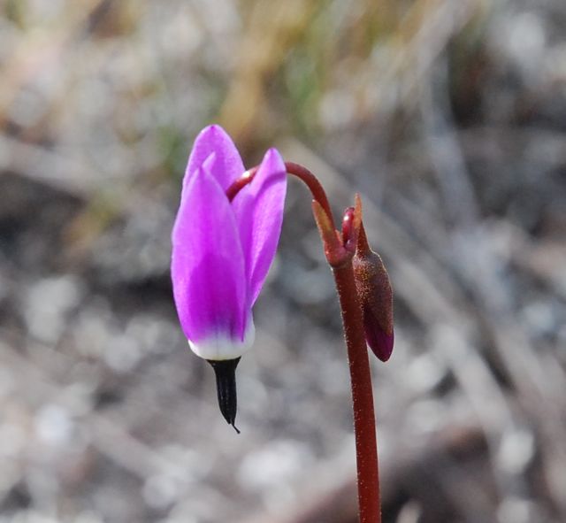 Tall mountain shootingstar (Dodecatheon jeffreyi)