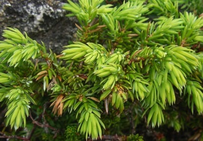 Common juniper (Juniperus communis)