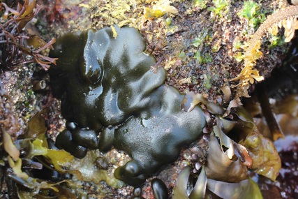 Smooth spongy cushion (Codium setchellii)