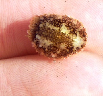 Barnacle nudibranch (Onchidoris bilamellata)