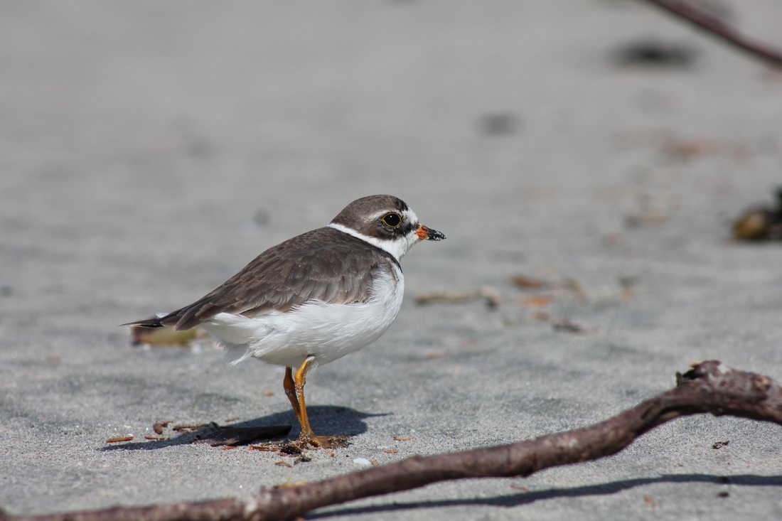 Semipalmated plover (Charadrius semipalmatus)
