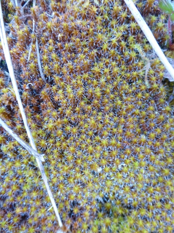 Sidewalk moss, hairy screw moss (Tortula ruralis)