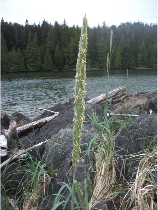 Dunegrass  (Elymus mollis)