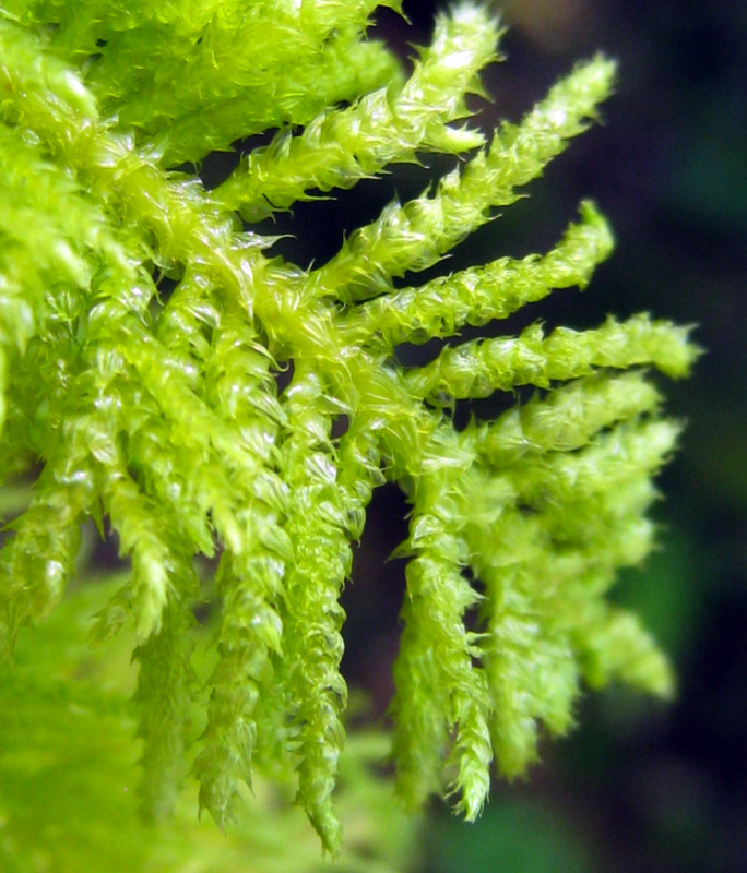 Oregon beaked moss (Kindbergia oregana)