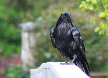 Common raven (Corvus corax)