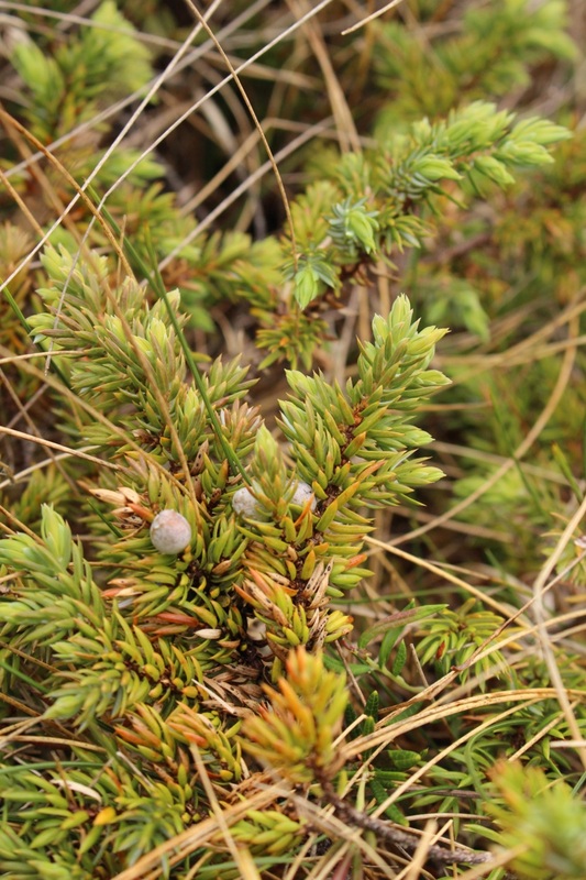 Common juniper (Juniperus communis)