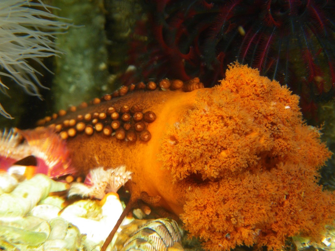 Orange sea cucumber (Cucumaria miniata)