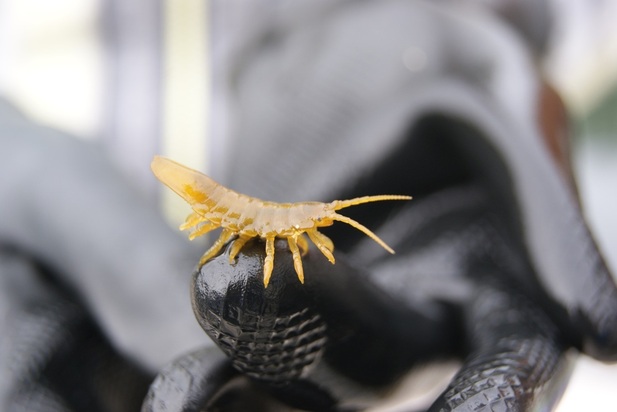 Kelp isopod (Idotea wosnesenskii)