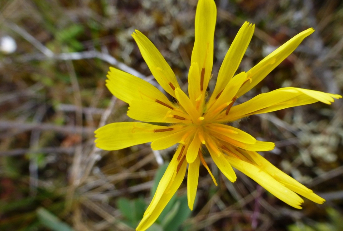 Apargidium (Microseris borealis)