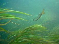 Coho salmon (Oncorhynchus kisutch)